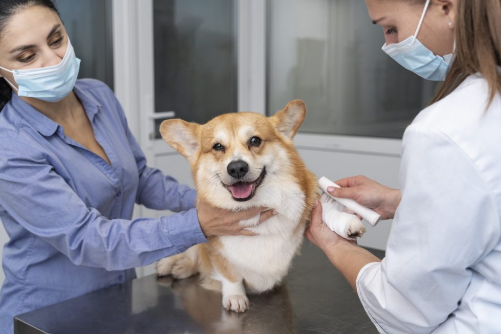 Dierenkliniek in Zutphen